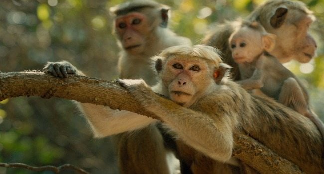 Maya - Macaque Monkey