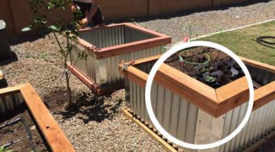 I love my DIY raised garden beds! They're the perfect easy garden box for someone who is new to growing vegetables at home. I grow zucchini, tomatoes, and peppers in my raised vegetable garden or planter box! #diy #garden #vegetables