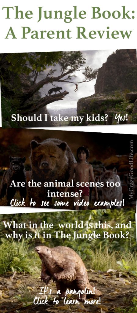 Are you thinking of taking your kids to see The Jungle Book? It's amazing! I'm sharing some things you should know before taking your little ones, like examples of scenes they might think are a little intense. It's an amazing movie for kids ages 7 and up, in my opinion. Here's my Jungle Book Parent Review. 
