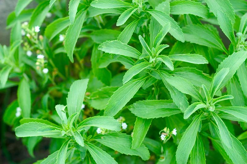 close up of Stevia leaves